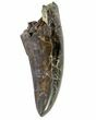 Tyrannosaurus Rex (T-Rex) Tooth - Montana #64914-1